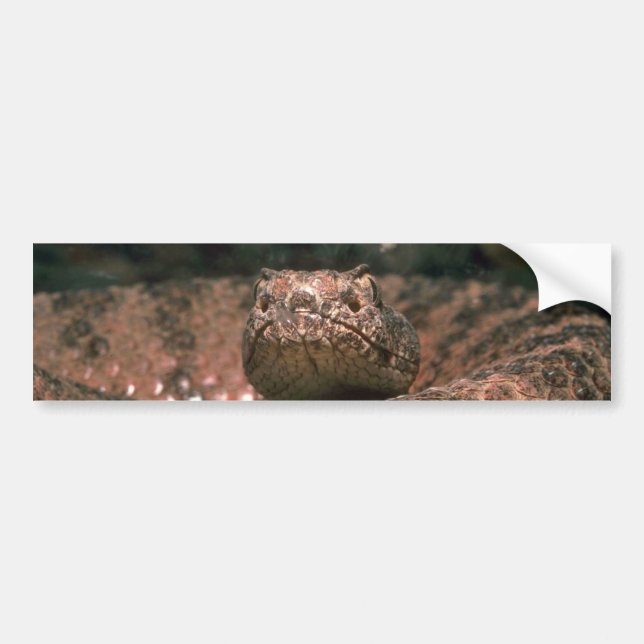 Scaly Scare Bumper Sticker (Front)