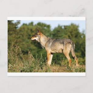 Scandinavian grey wolf postcard