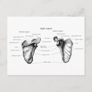 Scapula Details Postcard