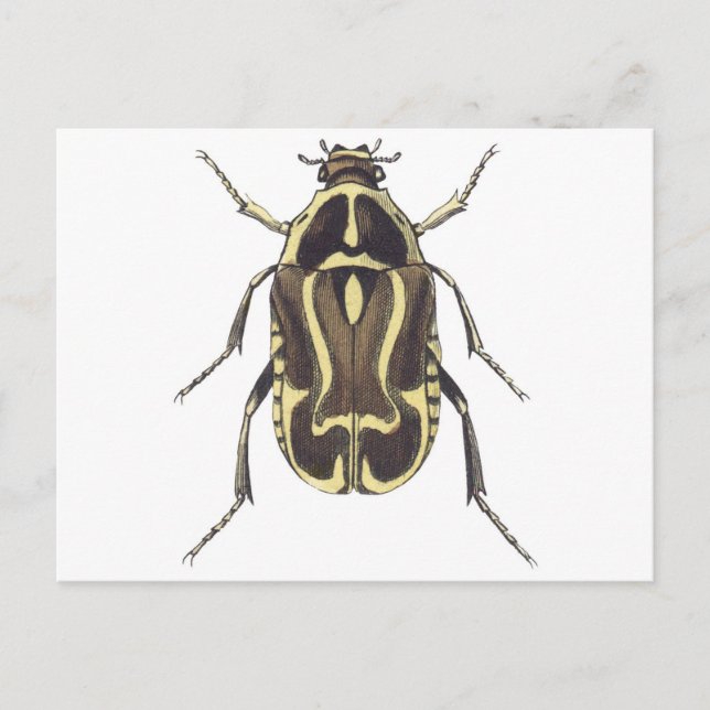 Scarab Beetle Postcard (Front)