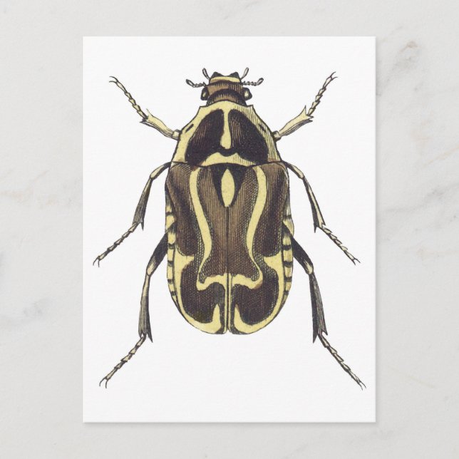 Scarab Beetle Postcard (Front)