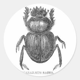 Scarab Beetle Vintage pen and ink drawing Classic Round Sticker
