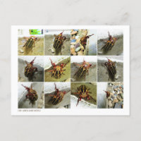 Scarab June Beetle Insect Big Bug