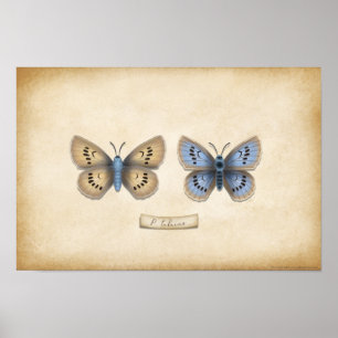 Scarce Large Blue Butterfly Naturalist Specimen Poster