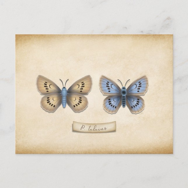 Scarce Large Blue Butterfly Specimen Customisable Postcard (Front)