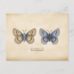 Scarce Large Blue Butterfly Specimen Customisable Postcard