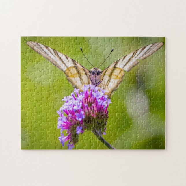 Scarce Swallowtail Butterfly. Jigsaw Puzzle (Horizontal)