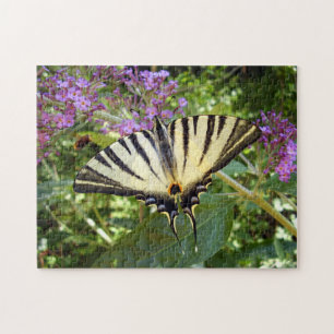 Scarce Swallowtail Butterfly Photo Puzzle