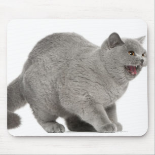 Scared British Shorthair hissing (8 months old) Mouse Pad