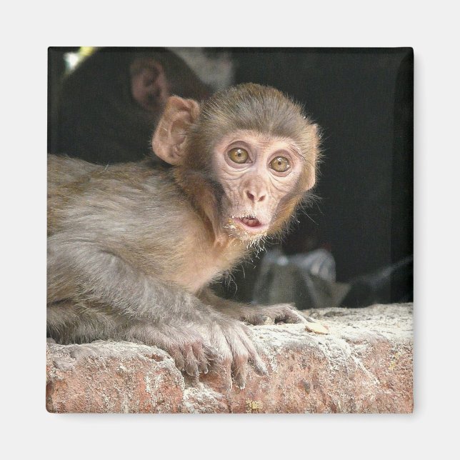 Scared monkey with big eyes magnet (Front)