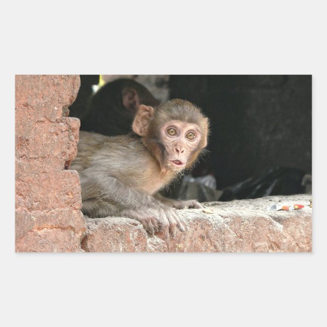 Scared monkey with big eyes rectangular sticker (Front)