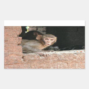 Scared monkey with big eyes rectangular sticker