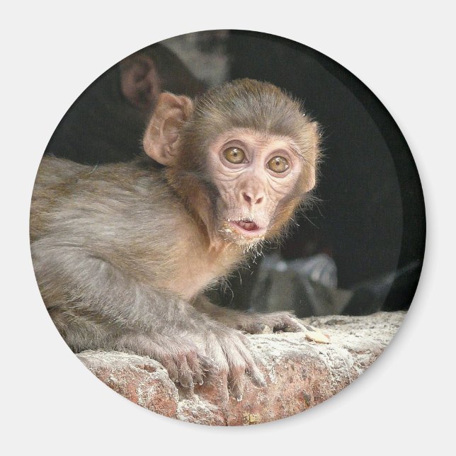 Scared monkey with big eyes round magnet (Front)