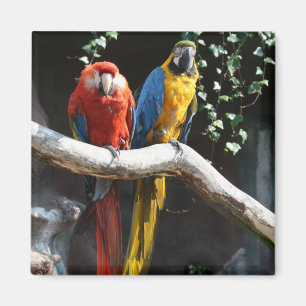 Scarlet / Blue and Gold Macaw Magnet
