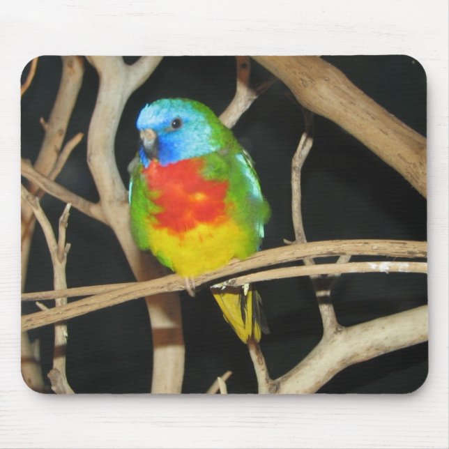 Scarlet-Chested Parakeet - Neophema splendida Mouse Pad (Front)