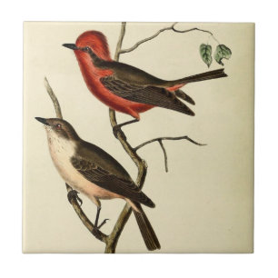 Scarlet Crowned Flycatcher Tile