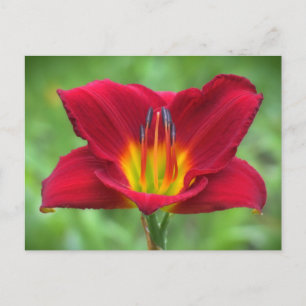 Scarlet Daylily Postcard
