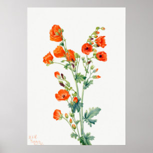 Scarlet Desert Globemallow or Apricot Mallow Poster
