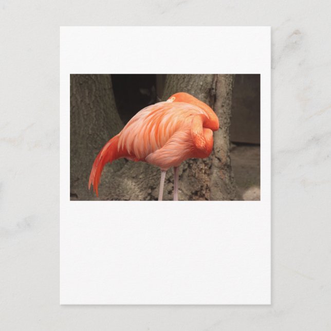 Scarlet Flamingo Postcard (Front)