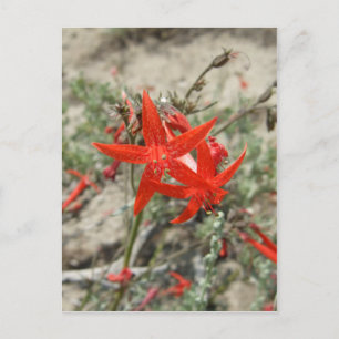 Scarlet Gilia Postcard