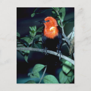 Scarlet-headed blackbird, South America Postcard