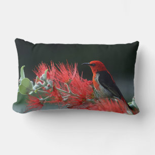Scarlet Honeyeater 1 Pillows