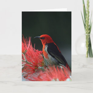 Scarlet honeyeater Exotic Bird Card