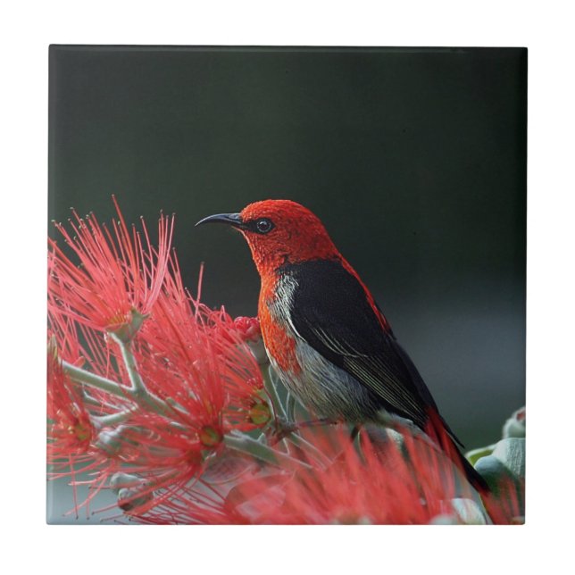 Scarlet honeyeater Exotic Bird Ceramic Tile (Front)