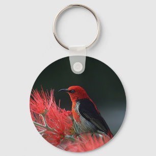 Scarlet honeyeater Exotic Bird Key Ring