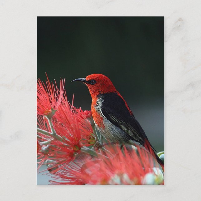 Scarlet honeyeater postcard (Front)