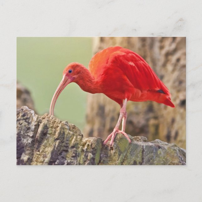 Scarlet Ibis Bird Postcard (Front)