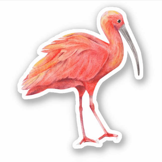Scarlet Ibis Custom-Cut Vinyl Sticker (Front)