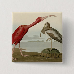 Scarlet Ibis - from Audubon's Birds of America 15 Cm Square Badge