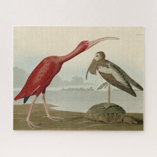 Scarlet Ibis - from Audubon's Birds of America Jigsaw Puzzle