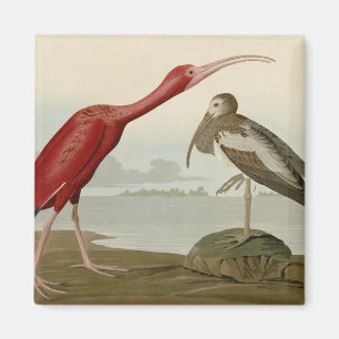 Scarlet Ibis - from Audubon's Birds of America Magnet
