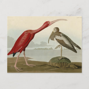 Scarlet Ibis - from Audubon's Birds of America Postcard