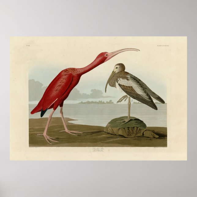 Scarlet Ibis - from Audubon's Birds of America Poster (Front)