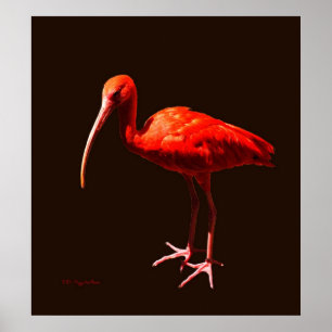 Scarlet Ibis on Black Poster