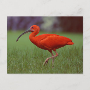 Scarlet ibis postcard