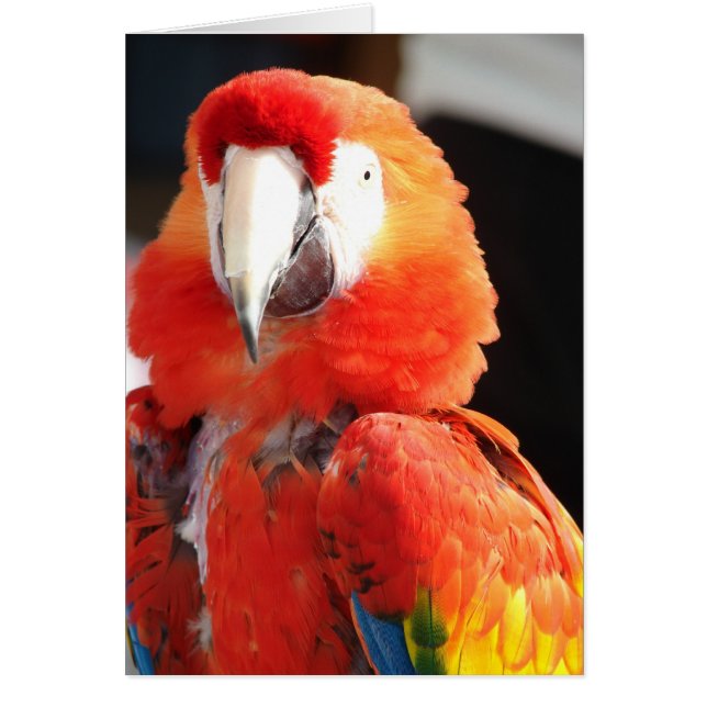 Scarlet Macaw (Front)