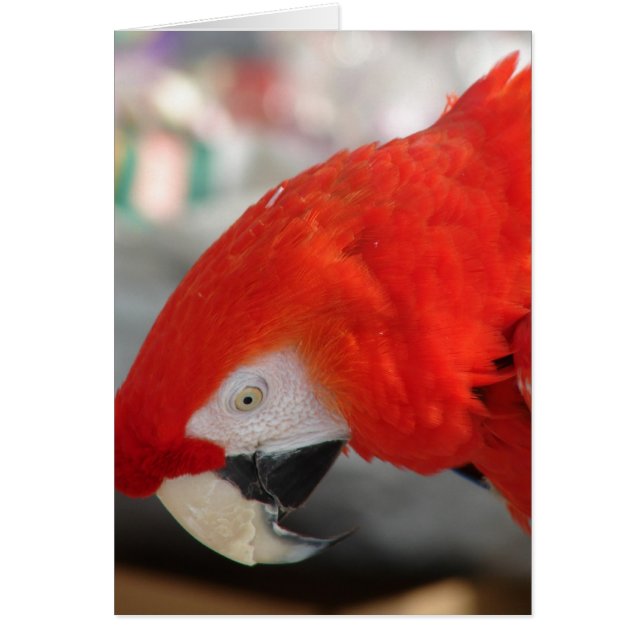 Scarlet Macaw (Front)