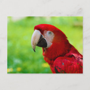 Scarlet Macaw Ara Macao American Parrot Postcard