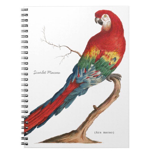 Scarlet Macaw, Ara macao Notebook (Front)