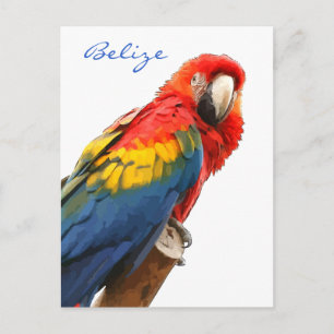 Scarlet Macaw Belise Postcard