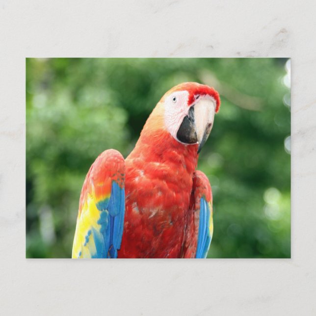 scarlet macaw bird postcard (Front)
