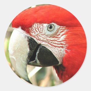 Scarlet Macaw Classic Round Sticker