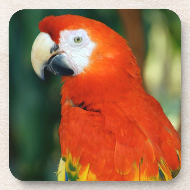 Scarlet Macaw Coaster (Front)