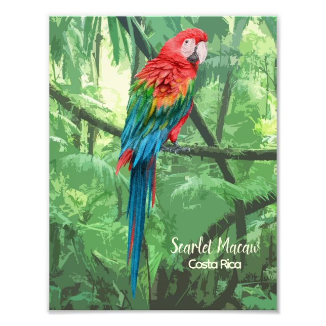 Scarlet Macaw Costa Rica Design  Photo Print (Front)