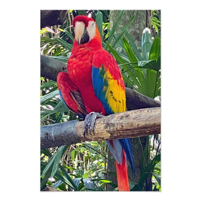 Scarlet Macaw Costa Rica Photo Enlargement (Front)