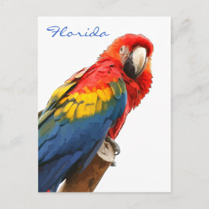 Scarlet Macaw Florda Postcard